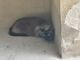 Si cerca gatto siamese in zona Borgo Vecchio a Fossano