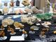 Al via la sesta edizione della mostra dedicata a fossili e minerali &quot;GeoBra&quot;
