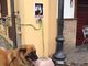 Un cliente del Dog Bar