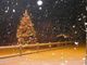 Il gigantesco Albero di Natale di frazione Robella sotto la neve