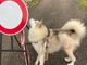 Zoe, la giovane malamute, dopo il primo intervento. Ora è stata sottoposta al secondo intervento ed è tornata a casa per il post operatorio