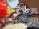Uno dei gattini allattato con il biberon dalla 'balia' Marianna