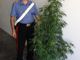 Sommariva Bosco, coltiva marjuana sul balcone: denunciato