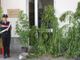 Piante di marijuana nascoste fra quelle di pomodori: brindisino di 37 anni arrestato a Busca