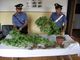 Pluripregiudicato con un'improvvisa passione per il verde: sequestrate a Borgo San Dalmazzo 42 piante di marijuana