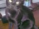 Freddy, il gatto scomparso