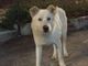 Angelo, il cane torturato e ucciso brutalmente la scorsa estate Angelo, il cane torturato e ucciso brutalmente la scorsa estate