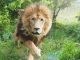 Murazzano, addio a Masai, leone del Parco Safari: aveva 22 anni