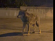 Il lupo avvistato a Saluzzo