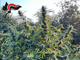 Scoperta coltivazione di marijuana con piante da due metri a Monticello d'Alba: ai domiciliari un 41enne