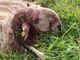Attacco di lupi a Montefallonio di Peveragno, predato gregge di pecore [FOTO]