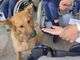 Si è concluso in festa il progetto &quot;Pet Therapy&quot; alla casa di riposo di San Michele Mondovì