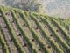 Langhe Nebbiolo e Barbera d’Alba, il Consorzio approva la riduzione delle rese per il 2025