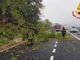 Albero cade sull'autostrada Torino-Savona a Fossano: nessun ferito né auto coinvolte