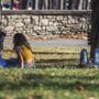Weekend senza allerta rossa caldo, oggi solo una città con bollino giallo Weekend senza allerta rossa caldo, oggi solo una città con bollino giallo