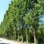 Italia Nostra dice "no" all’abbattimento dei pioppi cipressini che mascherano la zona artigianale di Montà
