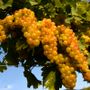 Docg Asti, fumata nera in Regione sulle rese della vendemmia: muro contro muro tra agricoltori e industrie Docg Asti, fumata nera in Regione sulle rese della vendemmia: muro contro muro tra agricoltori e industrie