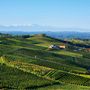 Vigneti di Moscato