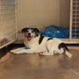Cane anziano incastrato nella legnaia a Dogliani: l'appello del canile per ritrovare i padroni di "Eugenio" Cane anziano incastrato nella legnaia a Dogliani: l'appello del canile per ritrovare i padroni di "Eugenio"