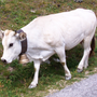Bra sostiene la nascita del Distretto della "Carne bovina di razza piemontese" Bra sostiene la nascita del Distretto della "Carne bovina di razza piemontese"