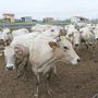 Un tipico allevamento di bovini di razza Piemontese in provincia di Cuneo Un tipico allevamento di bovini di razza Piemontese in provincia di Cuneo