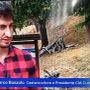 Castanicoltura, Bozzolo (Cia Cuneo) al Tg1: "L’Italia importa oltre metà del fabbisogno, occorre recuperare i castagneti abbandonati" Castanicoltura, Bozzolo (Cia Cuneo) al Tg1: "L’Italia importa oltre metà del fabbisogno, occorre recuperare i castagneti abbandonati"