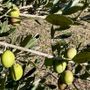 Oliveti Giachino: l’eccellenza dell’olio tra le colline torinesi