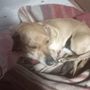 Diana cerca casa: appello da Bibiana per una dolcissima cagnolina Diana cerca casa: appello da Bibiana per una dolcissima cagnolina