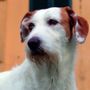 Denuncia dei redditi, Varrone (Cia Cuneo): "Compilazione del modello 730 gratuita per chi adotta un cane o un gatto"