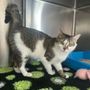 Gatto smarrito a Piobesi d’Alba: appello per ritrovare Dusan