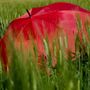 In Piemonte l'estate meteorologica inizia con l'allerta gialla per temporali In Piemonte l'estate meteorologica inizia con l'allerta gialla per temporali