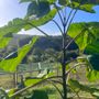 Boman sostiene la Paulownia in uno dei principali progetti italiani di agricoltura rigenerativa Boman sostiene la Paulownia in uno dei principali progetti italiani di agricoltura rigenerativa