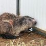 Trova il garage devastato e chiama i vigili del fuoco, il "colpevole" una marmotta nascosta nel vano motore dell'auto Trova il garage devastato e chiama i vigili del fuoco, il "colpevole" una marmotta nascosta nel vano motore dell'auto