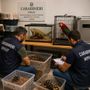 Carabinieri forestali, Usic: “Sequestrati animali esotici e protetti. Plauso ai colleghi del Nipaaf di Cuneo” Carabinieri forestali, Usic: “Sequestrati animali esotici e protetti. Plauso ai colleghi del Nipaaf di Cuneo”