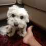 QUATTROZAMPE / Ducky è tornato a casa: il piccolo maltese ritrova la strada dopo due giorni di fuga