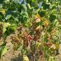 L’Associazione Comuni del Moscato d’Asti lancia un appello per anticipare la vendemmia L’Associazione Comuni del Moscato d’Asti lancia un appello per anticipare la vendemmia