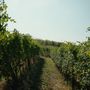 Vendemmia anticipata: il clima cambia il vino piemontese, le cooperative chiedono aiuti alla Regione Vendemmia anticipata: il clima cambia il vino piemontese, le cooperative chiedono aiuti alla Regione