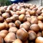 Farinél / Tonda e gentile, l’anima delle nostre colline Farinél / Tonda e gentile, l’anima delle nostre colline