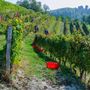 Vendemmia sulle colline delle Langhe Vendemmia sulle colline delle Langhe