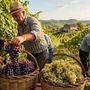 Vendemmia (immagine generica) Vendemmia (immagine generica)