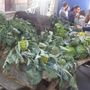 Fuoriporta: a Margarita (Cn) torna la Sagra d’l Coj: tre giorni di festa, tradizione e sapori per la 21ª edizione