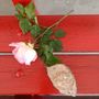 Sulla panchina rossa di Gaiola una rosa e un sasso per Martina Carbonaro, giovanissima vittima di femminicidio ad Afragola