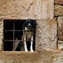 In Piemonte nasce il Daspo cinofilo: uno strumento per difendere gli animali