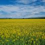 Un campo di colza tra Bra e Cherasco
