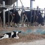 Formazione obbligatoria per allevatori e trasportatori di animali, Cia Cuneo raccoglie le preadesioni