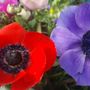 Aspettando la primavera con l’anemone: il fiore che nasce… da una storia d’amore