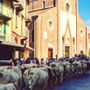 A Saluzzo torna la Rudunà, la grande festa degli animali d'alpeggio