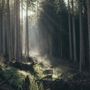 Cinema sotto le stelle a Monterosso e Pradleves con “Il codice del bosco” Cinema sotto le stelle a Monterosso e Pradleves con “Il codice del bosco”