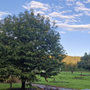 Con il Fai "Benezzo Biodiversità", una giornata dedicata alle ricchezze della natura Con il Fai "Benezzo Biodiversità", una giornata dedicata alle ricchezze della natura