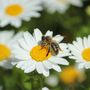 A Mondovì il seminario “Apicoltura e biodiversità. Un patrimonio da custodire e promuovere” A Mondovì il seminario “Apicoltura e biodiversità. Un patrimonio da custodire e promuovere”